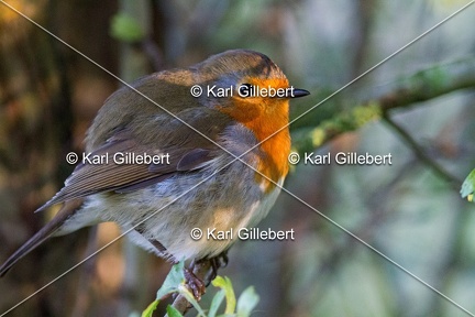 Karl-Gillebert-Rouge-gorge-familier-Erithacus-rubecula-1216