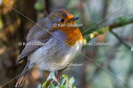 Karl-Gillebert-Rouge-gorge-familier-Erithacus-rubecula-1230