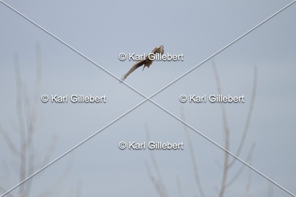 Karl-Gillebert-busard-st-martin-0353