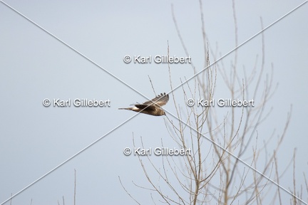 Karl-Gillebert-busard-st-martin-0357