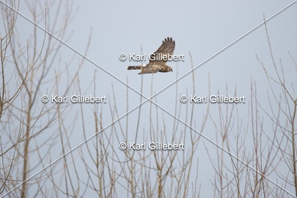 Karl-Gillebert-busard-st-martin-0360