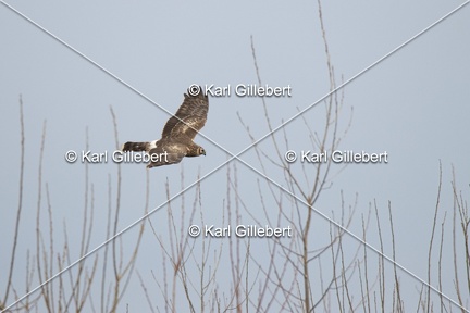 Karl-Gillebert-busard-st-martin-0361