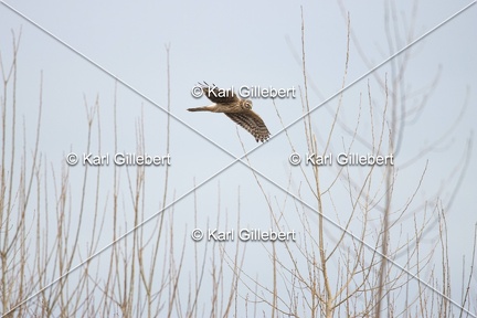 Karl-Gillebert-busard-st-martin-0364