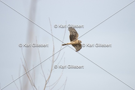 Karl-Gillebert-busard-st-martin-0365