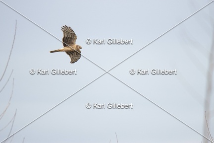 Karl-Gillebert-busard-st-martin-0366