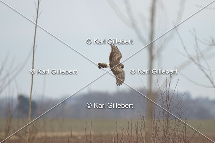 Karl-Gillebert-busard-st-martin-0370