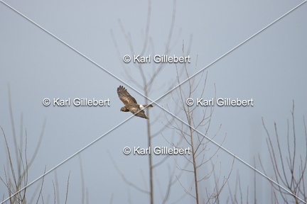 Karl-Gillebert-busard-st-martin-0345