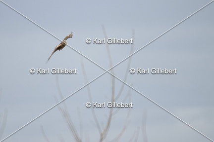 Karl-Gillebert-busard-st-martin-0351