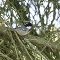 Karl-Gillebert-Mesange-noire-Periparus-ater-2