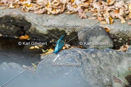 Karl-Gillebert-Martin-pecheur-d-Europe-Alcedo-atthis-9733