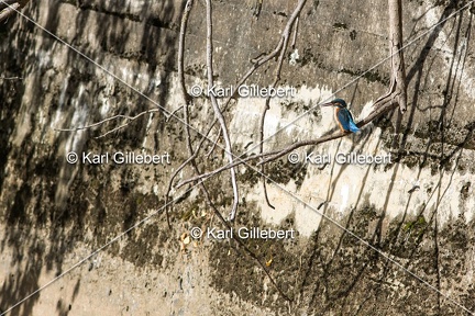 Karl-Gillebert-Martin-pecheur-d-Europe-Alcedo-atthis-9736