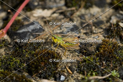 Karl-Gillebert-Criquet-tachete-Myrmeleotettix-maculatus-8164