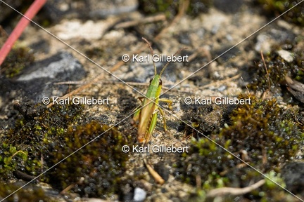 Karl-Gillebert-Criquet-tachete-Myrmeleotettix-maculatus-8170
