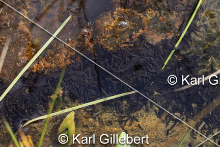 karl-gillebert-grenouille-rousse-rana-temporaria-9549-DeNoiseAI-standard