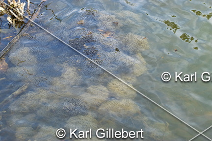 karl-gillebert-grenouille-rousse-rana-temporaria-9849-DeNoiseAI-standard