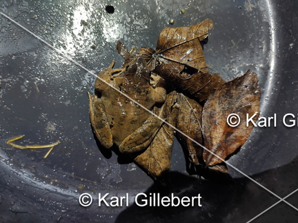 karl-gillebert-grenouille-rousse-rana-temporaria-191329-DeNoiseAI-standard