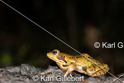 karl-gillebert-grenouille-rousse-rana-temporaria-0908-DeNoiseAI-clear