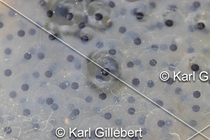 karl-gillebert-grenouille-rousse-rana-temporaria-1188-DeNoiseAI-clear