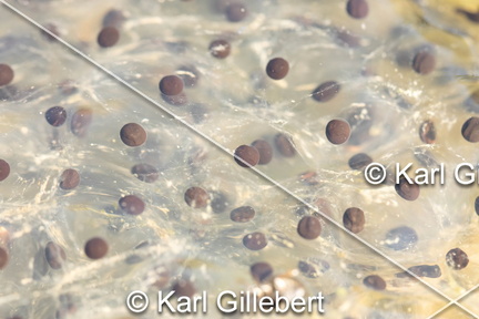 karl-gillebert-grenouille-rousse-rana-temporaria-1795-DeNoiseAI-clear