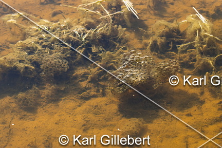 karl-gillebert-grenouille-rousse-rana-temporaria-1831-DeNoiseAI-clear