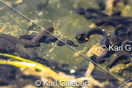 karl-gillebert-grenouille-rousse-rana-temporaria-1931-DeNoiseAI-clear