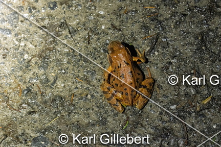 karl-gillebert-grenouille-rousse-rana-temporaria-2010-DeNoiseAI-clear