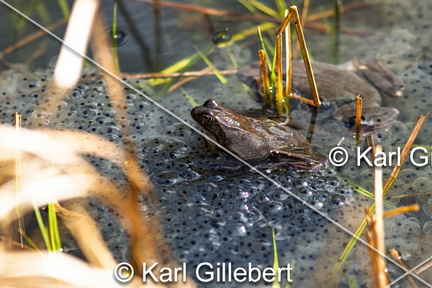 karl-gillebert-grenouille-rousse-rana-temporaria-6002-DeNoiseAI-clear