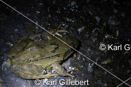 karl-gillebert-grenouille-rousse-rana-temporaria-6121-DeNoiseAI-clear