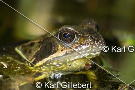 karl-gillebert-grenouille-rousse-rana-temporaria-7098-DeNoiseAI-clear