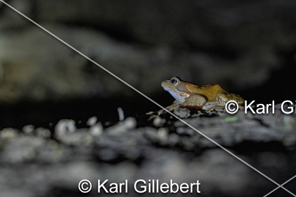 karl-gillebert-grenouille-rousse-rana-temporaria-7223-DeNoiseAI-clear