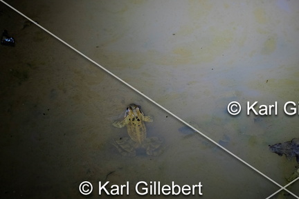 karl-gillebert-grenouille-rousse-rana-temporaria-7226-DeNoiseAI-clear