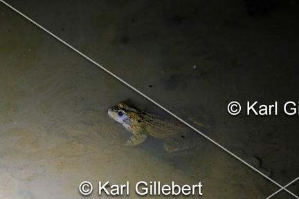 karl-gillebert-grenouille-rousse-rana-temporaria-7228-DeNoiseAI-standard