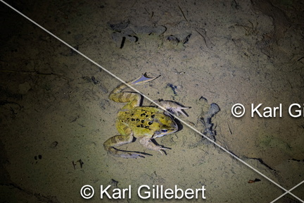 karl-gillebert-grenouille-rousse-rana-temporaria-7234-DeNoiseAI-clear