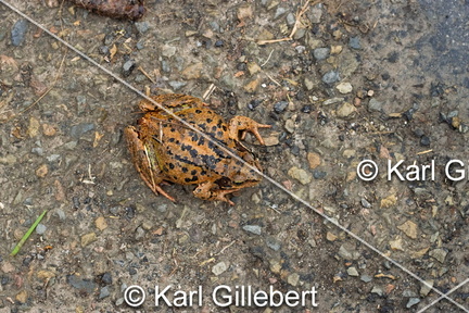 karl-gillebert-grenouille-rousse-rana-temporaria-8704-DeNoiseAI-clear