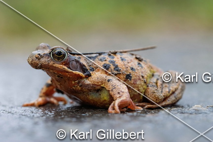 karl-gillebert-grenouille-rousse-rana-temporaria-8715-DeNoiseAI-clear