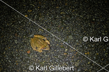 karl-gillebert-grenouille-rousse-rana-temporaria-8910-DeNoiseAI-standard