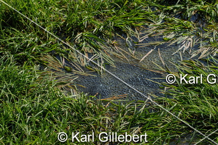 karl-gillebert-grenouille-rousse-rana-temporaria-9183-DeNoiseAI-standard