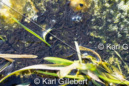 karl-gillebert-grenouille-rousse-rana-temporaria-9204-DeNoiseAI-standard