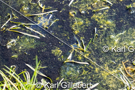 karl-gillebert-grenouille-rousse-rana-temporaria-9210-DeNoiseAI-standard