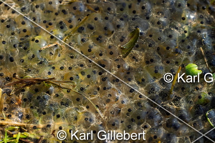 karl-gillebert-grenouille-rousse-rana-temporaria-9229-DeNoiseAI-standard