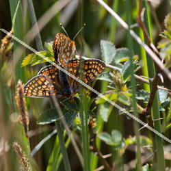 FAUNE