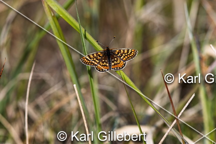 karl-gillebert-Damier-de-la-succise-Euphydryas-aurinia -8848-DeNoiseAI-clear