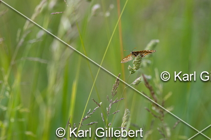 karl-gillebert-Damier-de-la-succise-Euphydryas-aurinia -9596