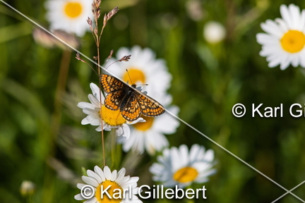 karl-gillebert-Damier-de-la-succise-Euphydryas-aurinia -9660