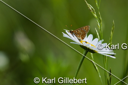 karl-gillebert-Damier-de-la-succise-Euphydryas-aurinia -9736