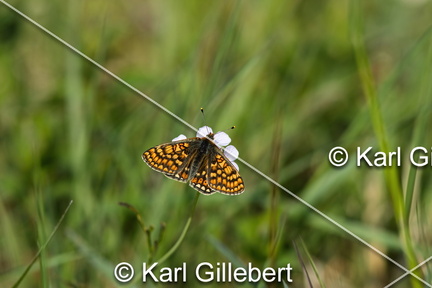 karl-gillebert-Damier-de-la-succise-Euphydryas-aurinia -8561-DeNoiseAI-clear