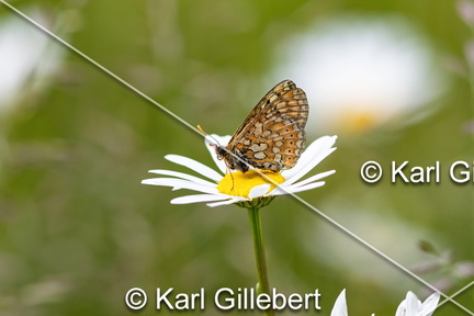 karl-gillebert-Damier-de-la-succise-Euphydryas-aurinia -9329-DeNoiseAI-clear