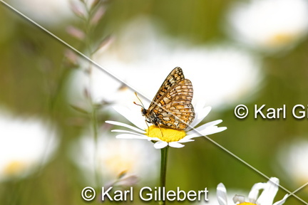 karl-gillebert-Damier-de-la-succise-Euphydryas-aurinia -9341-DeNoiseAI-clear