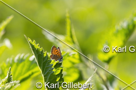 Karl-Gillebert-Cuivre-de-la-bistorte-Lycaena-helle-0649-DeNoiseAI-clear