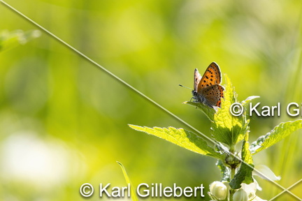 Karl-Gillebert-Cuivre-de-la-bistorte-Lycaena-helle-0665-DeNoiseAI-clear